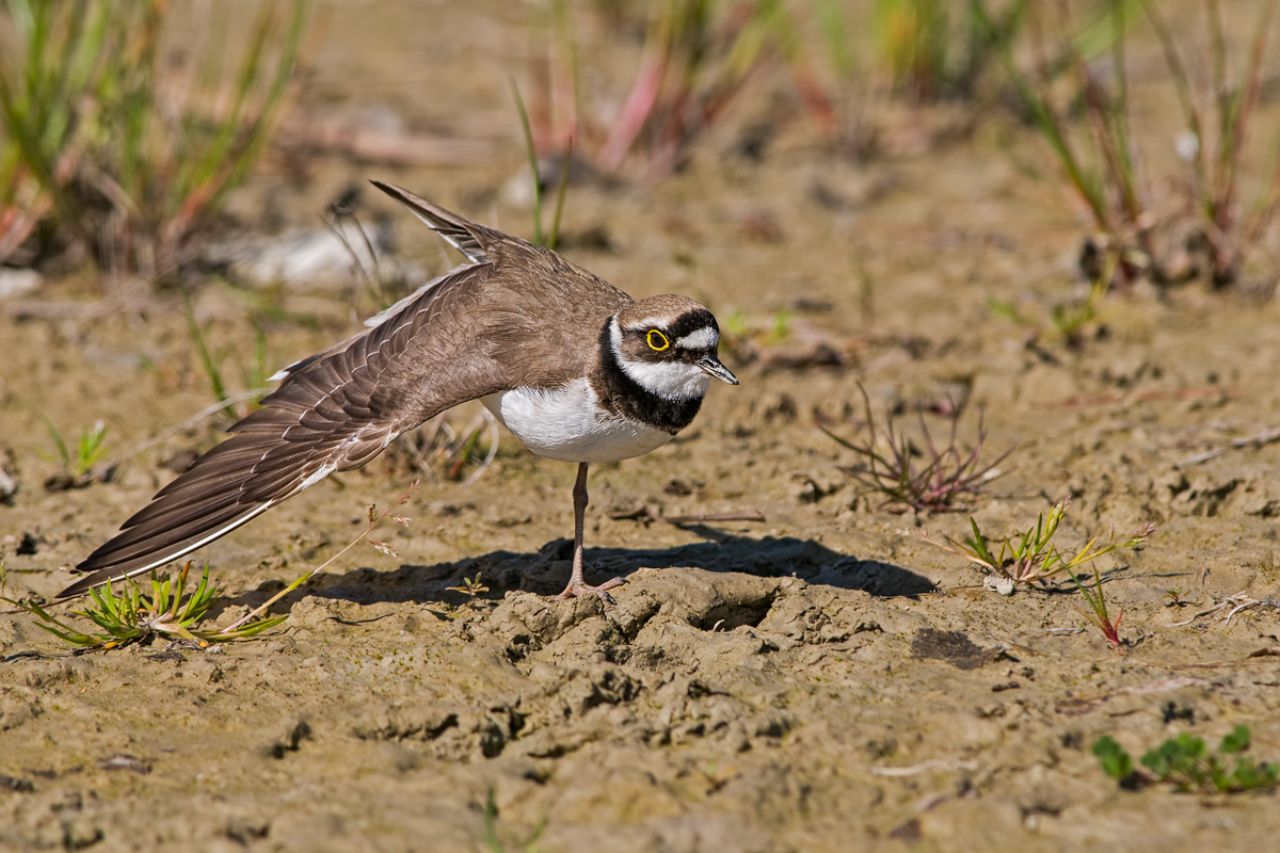 Lo stretching del Corriere piccolo (Charadrius dubius)